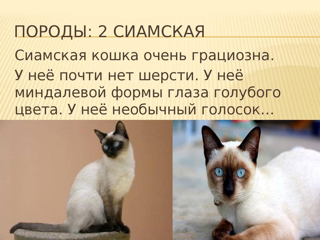 Сиамская - порода кошек - информация и особенностях | хиллс