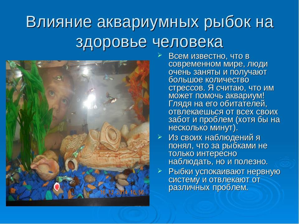 Аквариумная рыбка тетра: содержание и уход, описание разновидностей