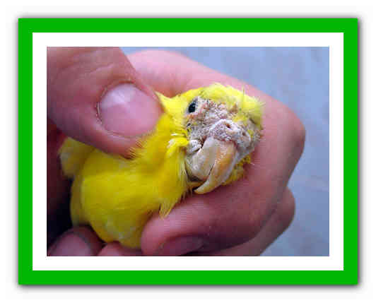 Клещи у волнистого попугая: симптомы и лечение