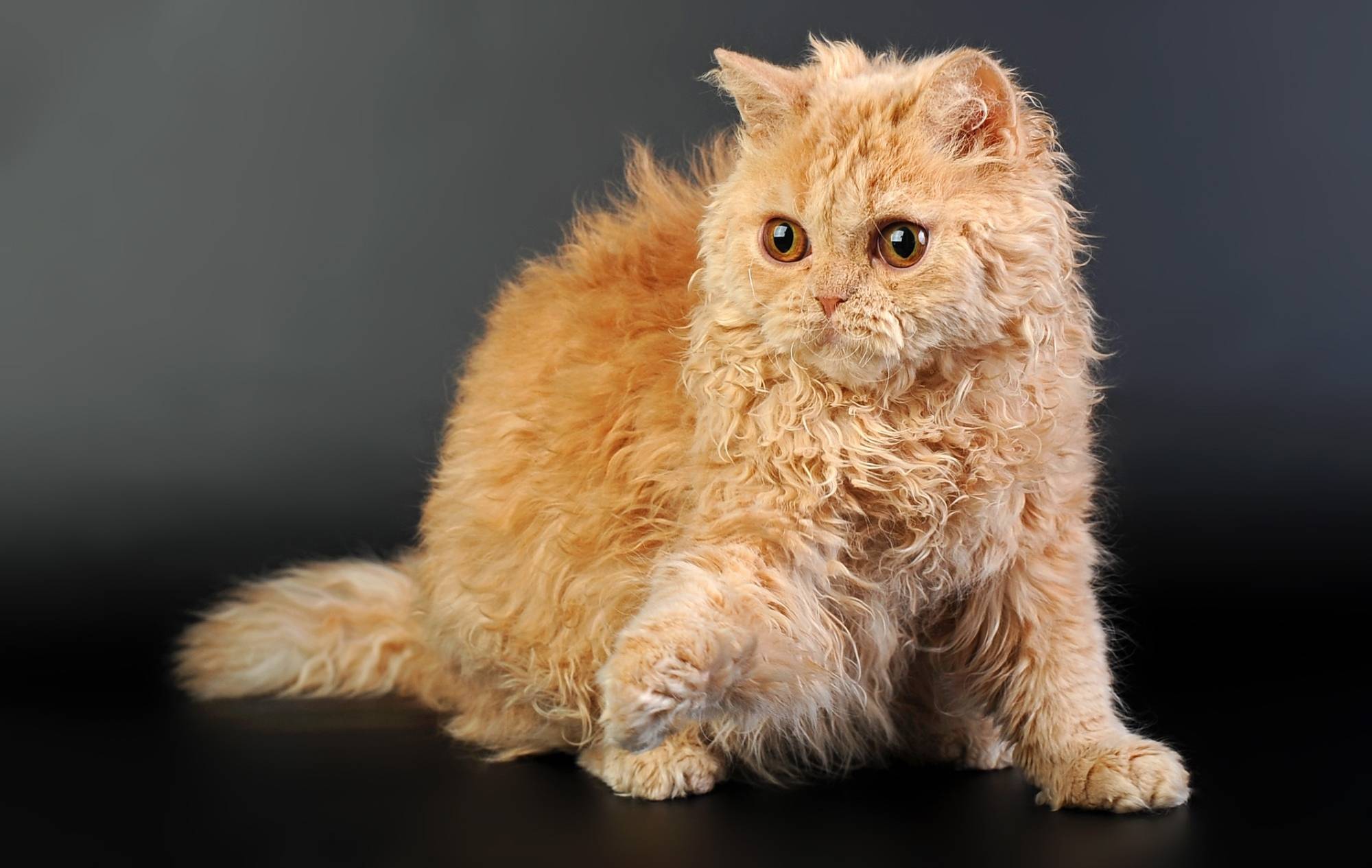 Селкирк рекс: подробное описание породы и характеристика кошек (95 фото)