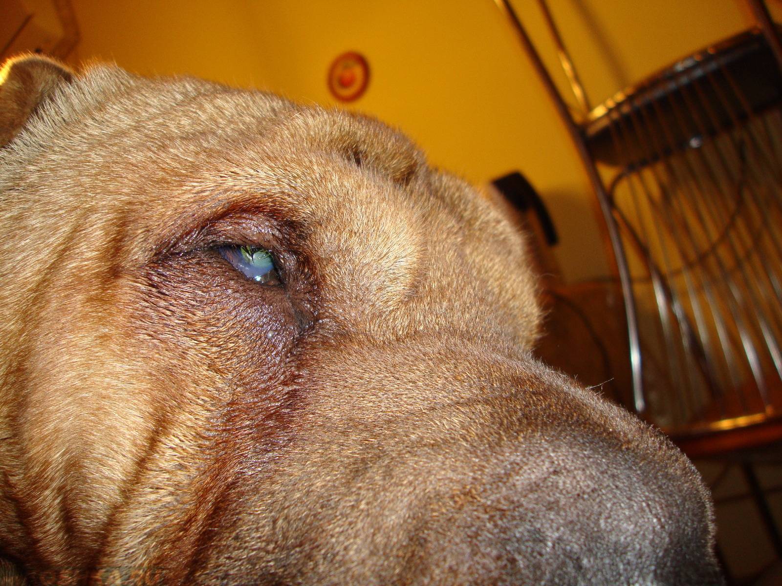 Отчего у собаки вокруг глаз может выпадать шерсть