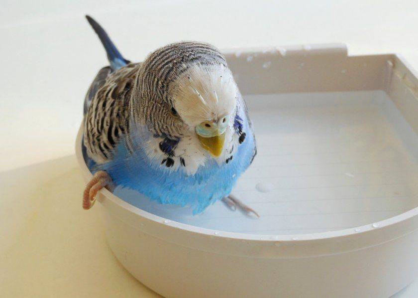 Все,что нужно знать об уходе за волнистыми попугайчиками в домашних условиях