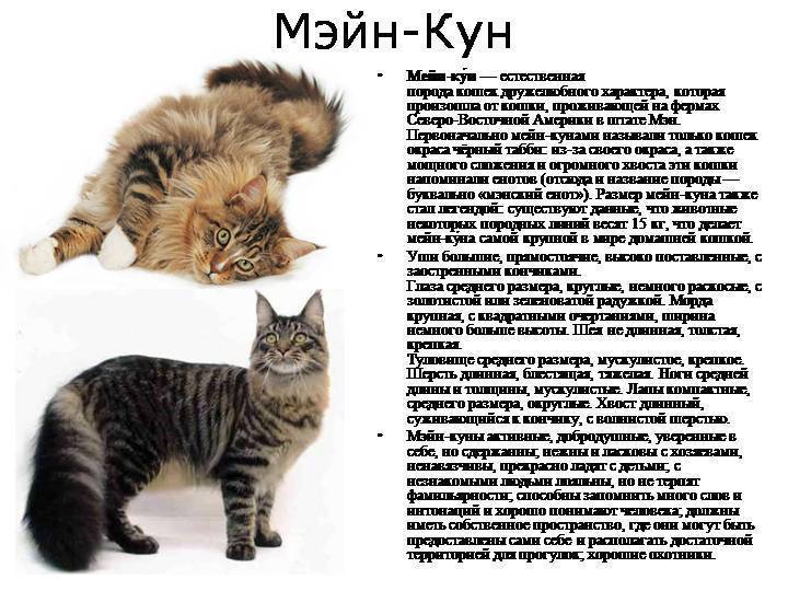 О сибирской породе кошек
