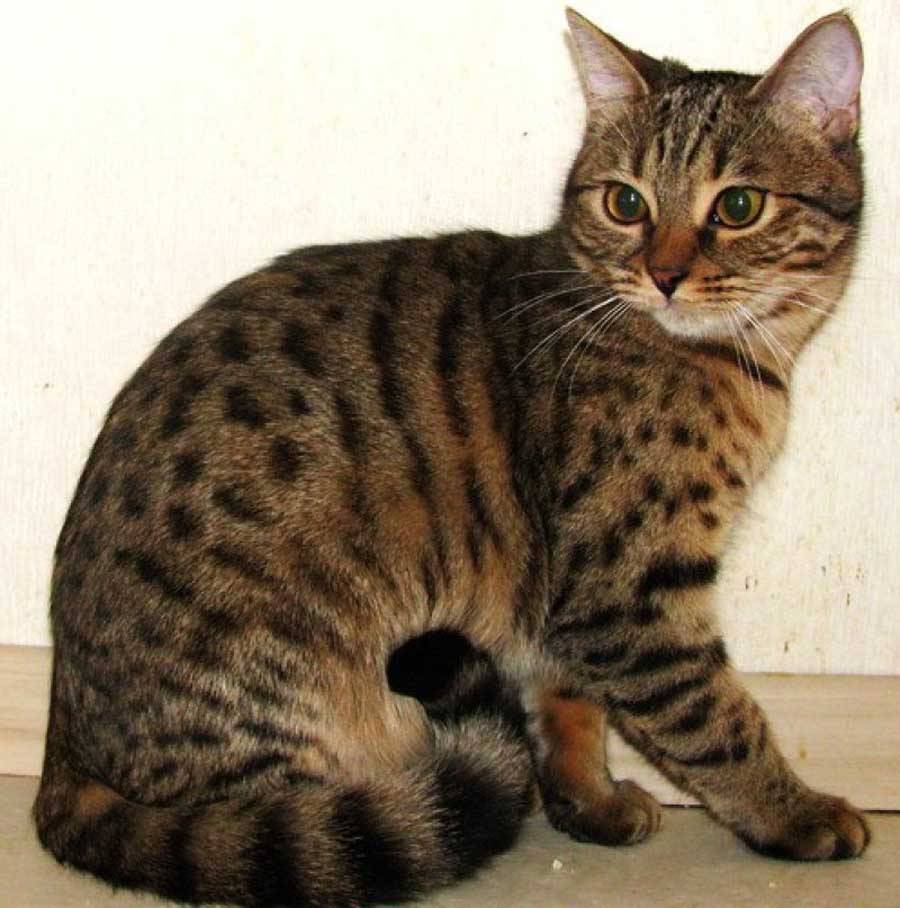 Калифорнийская сияющая кошка: характеристики, фото, правила ухода и содержания - petstory