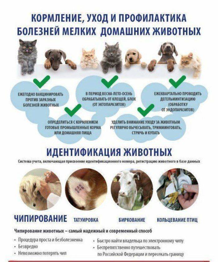 Смертельные болезни кошек: симптомы заболеваний | сайт о животных petsfusion.com - клуб любителей домашних животных
