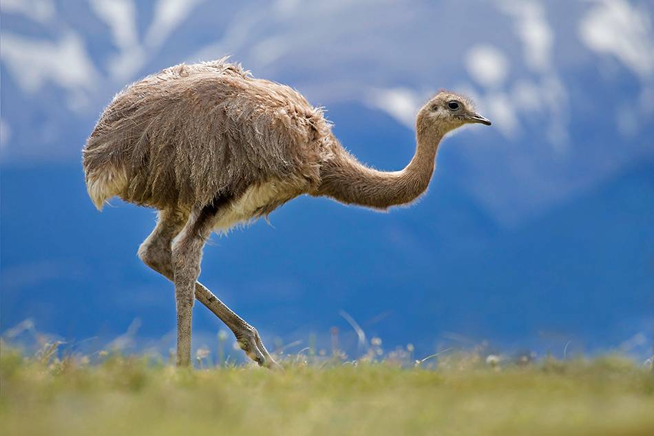 Скорость страуса: максимальный бег до 70 км/ч