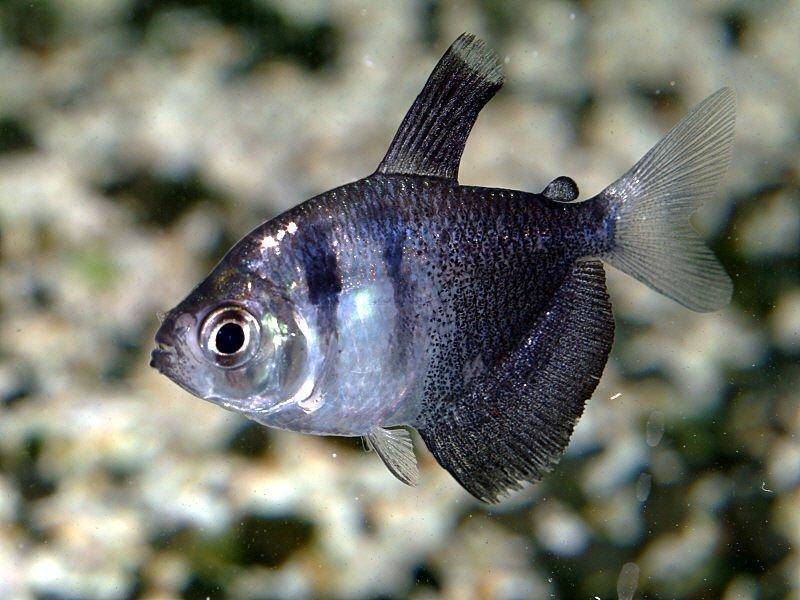 Рыбка тетра — 25 видов для яркого украшения аквариума