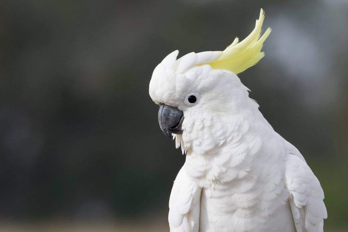 Попугаи какаду: отзывы, фото. сколько живут какаду?