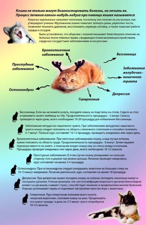 Кошки, болезни кошек, описание симптомов болезней, способы лечения