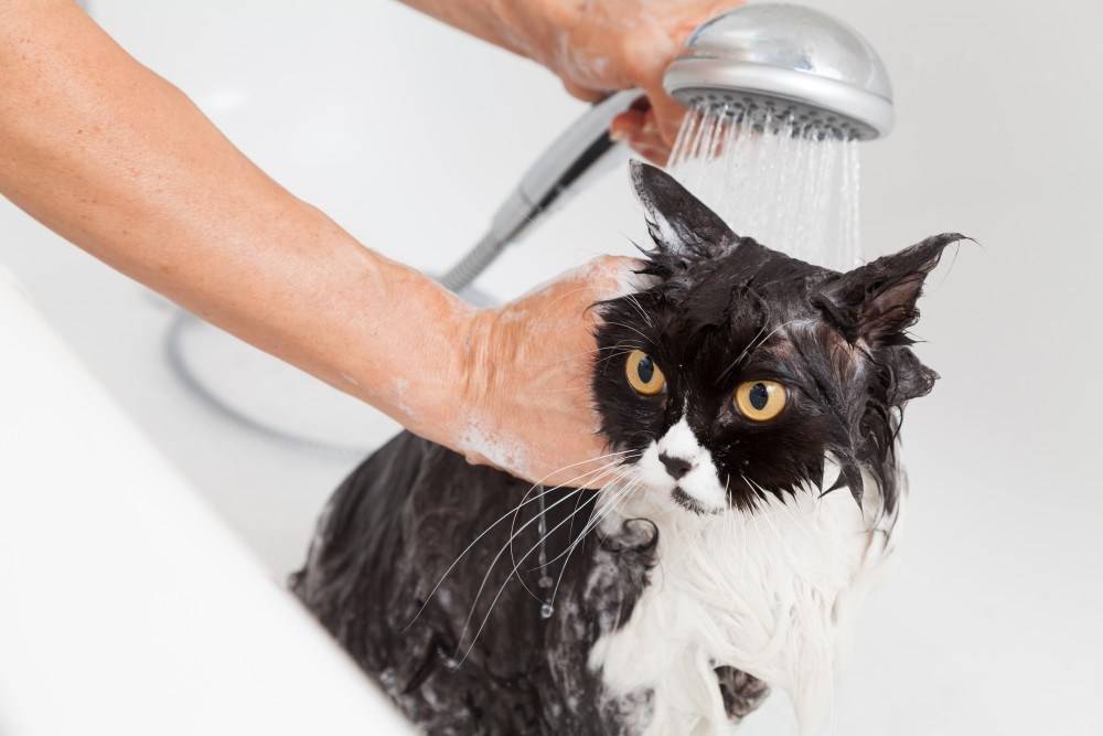 Как помыть кота или кошку в домашних условиях | видео, шампунем, котенка