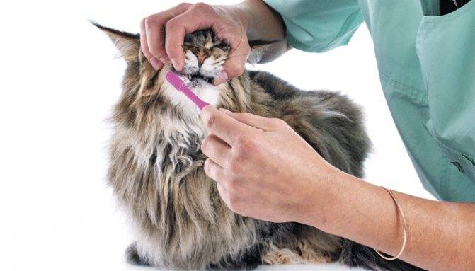 Как можно чистить зубы кошке в домашних условиях? | hill's pet
