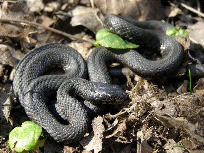 Гадюка змея. описание, особенности, виды, образ жизни и среда обитания гадюки