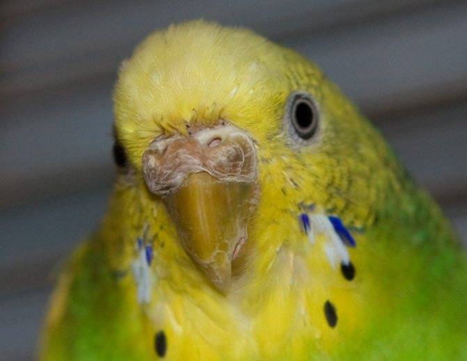 Болезни волнистых попугайчиков: фото, симптомы и лечение