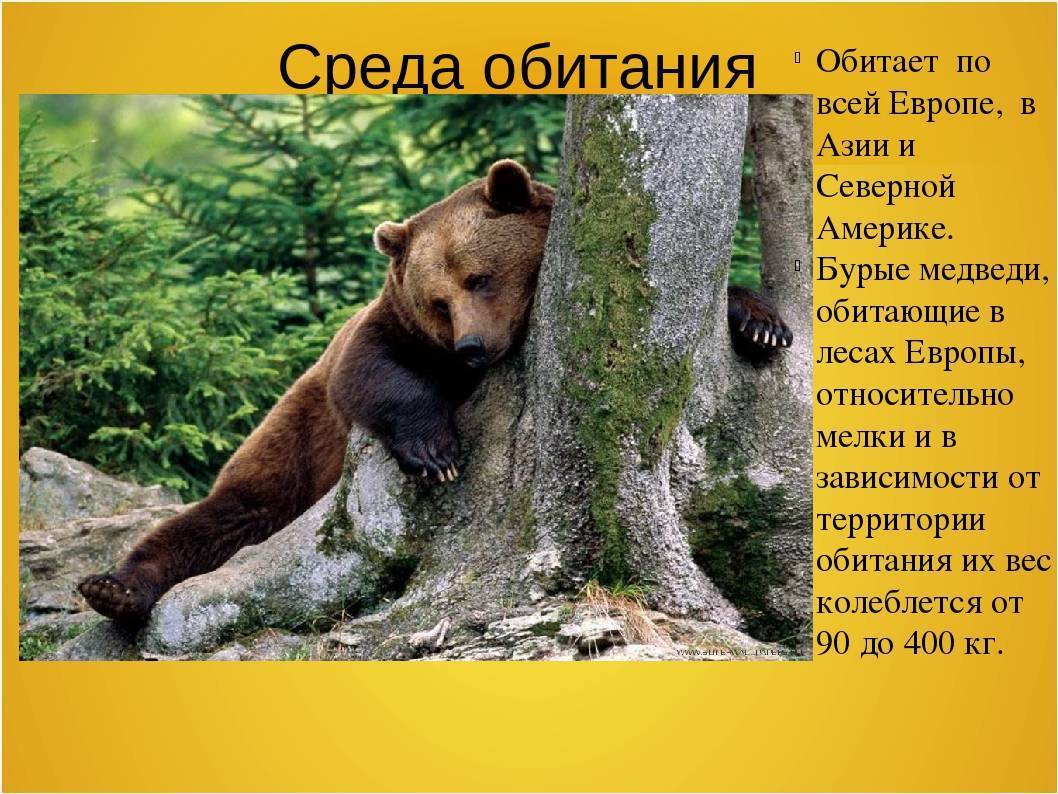 Медведь — описание, повадки, виды, питание, места обитания и особенности животного (100 фото)