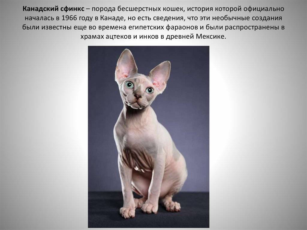 Кошка эльф сфинкс: описание породы и характера - kotiko.ru