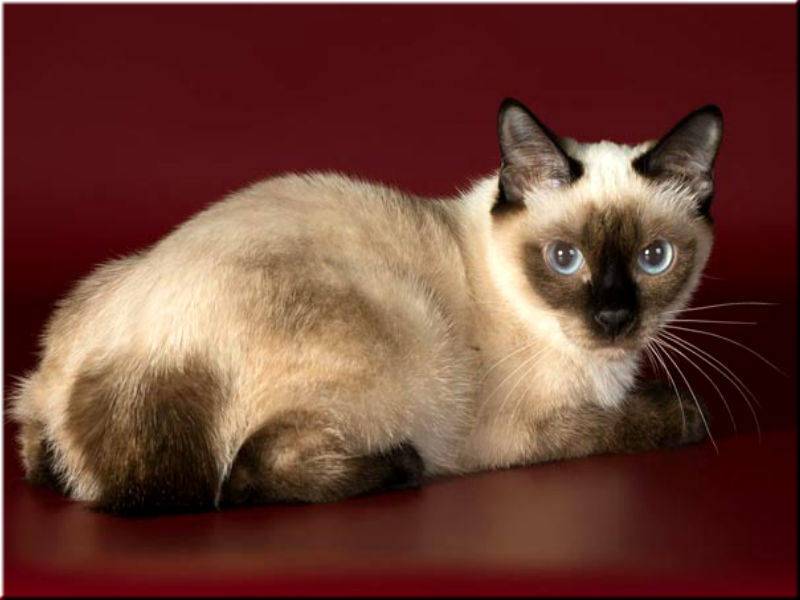 Скиф-тай-дон: фото, описание породы и характера, здоровье и уход за питомцем, котята