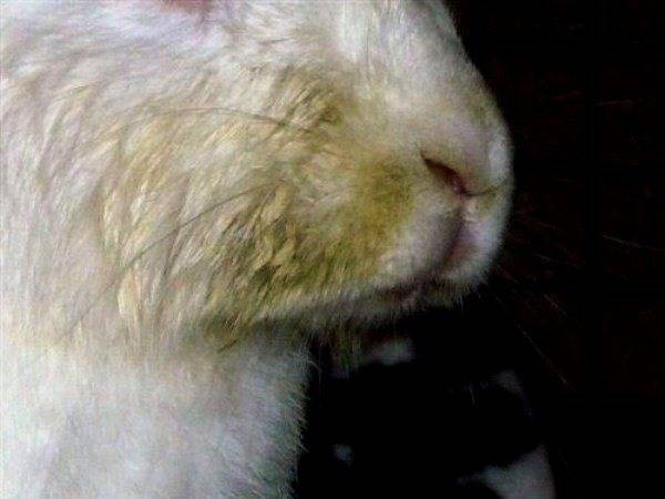 Болезни кроликов — заразные и незаразные
