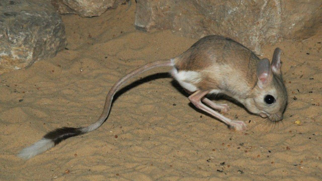 Сатиновые мыши: условия содержания, уход, фото