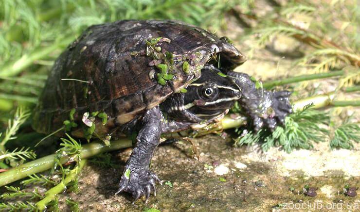 Дальневосточная черепаха – фото, описание, ареал, рацион, враги, популяция