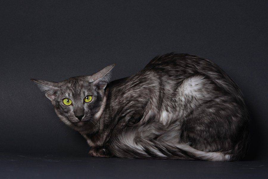 Ориентальная кошка: описание породы, характер, уход, здоровье