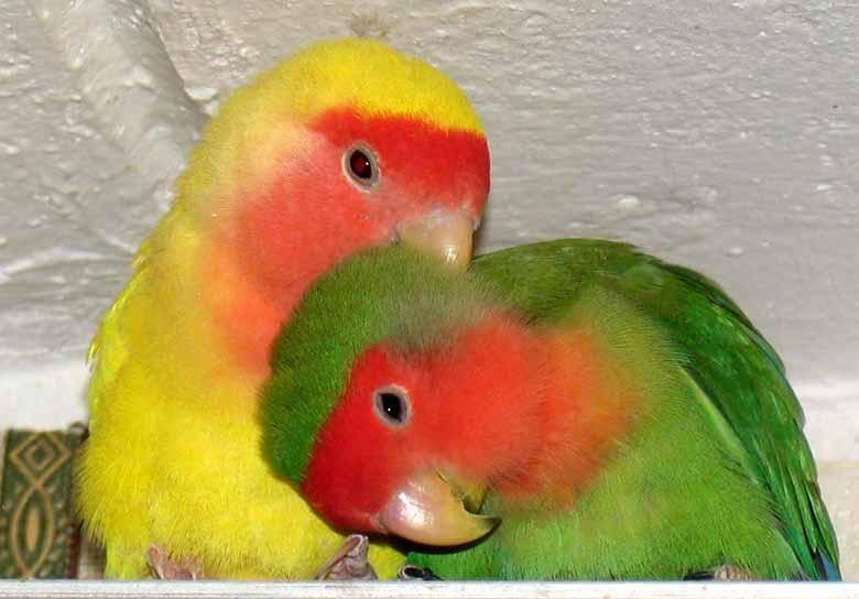 Имена для попугаев - как подобрать по характеру, виду или полу птицы, список кличек по буквам алфавита