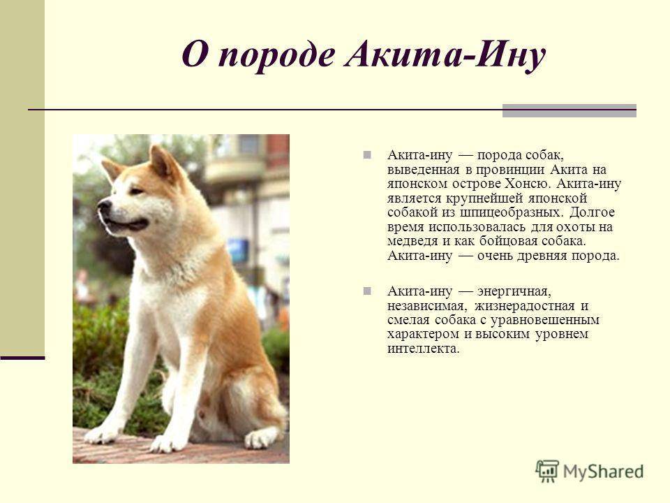 Японская собака акита-ину: особенности характера, здоровье, уход | блог ветклиники "беланта"