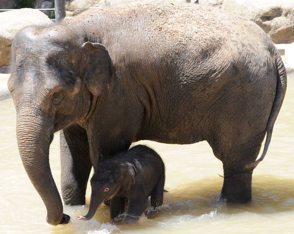 Сколько ходит беременный слон и как происходит вынашивание слоненка