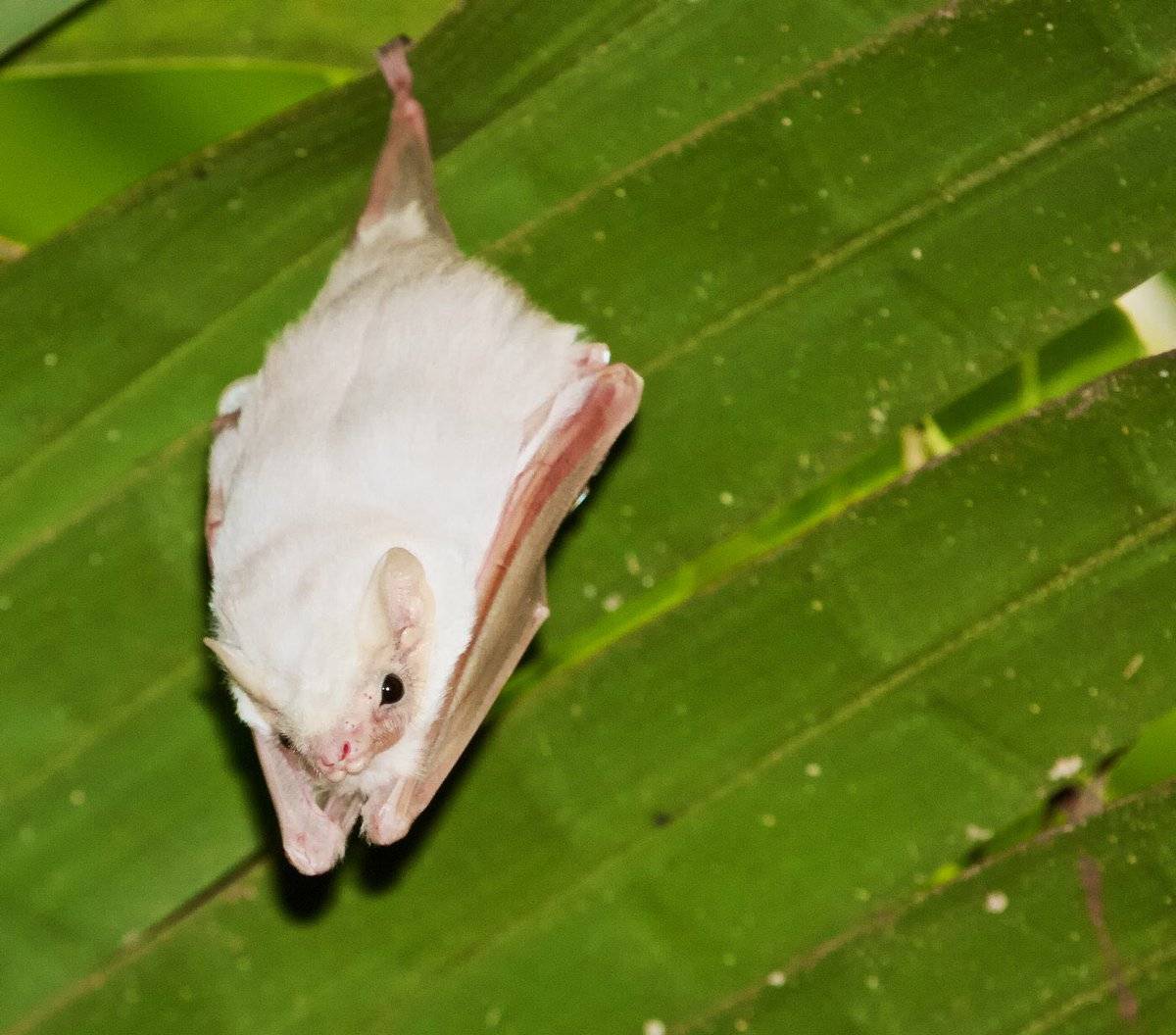 Самые красивые летучие мыши мира (30 фото)