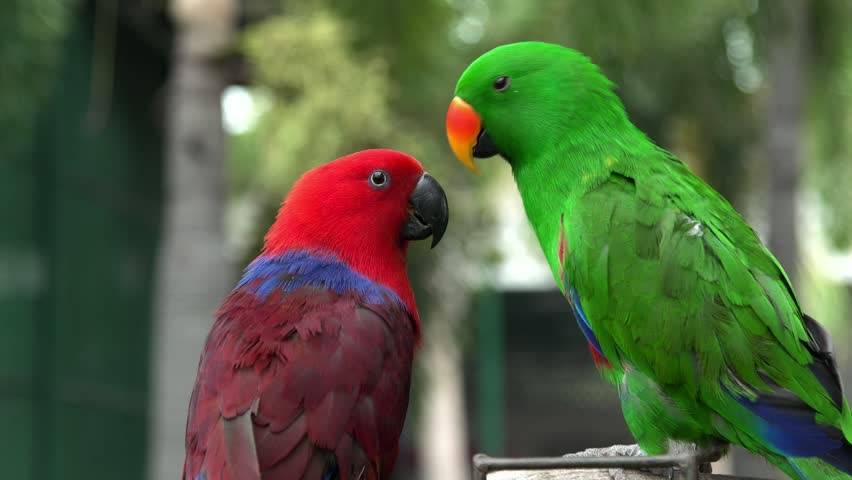 Виды и породы попугаев: описание, достоинства и недостатки