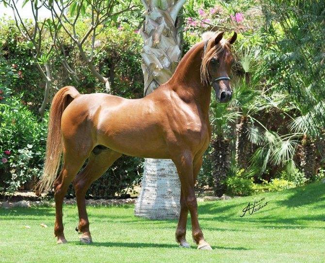 Описание арабской чистокровной лошади: происхождение породы и ее особенности