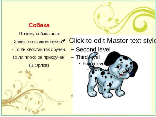Собака бегает за своим хвостом: причины