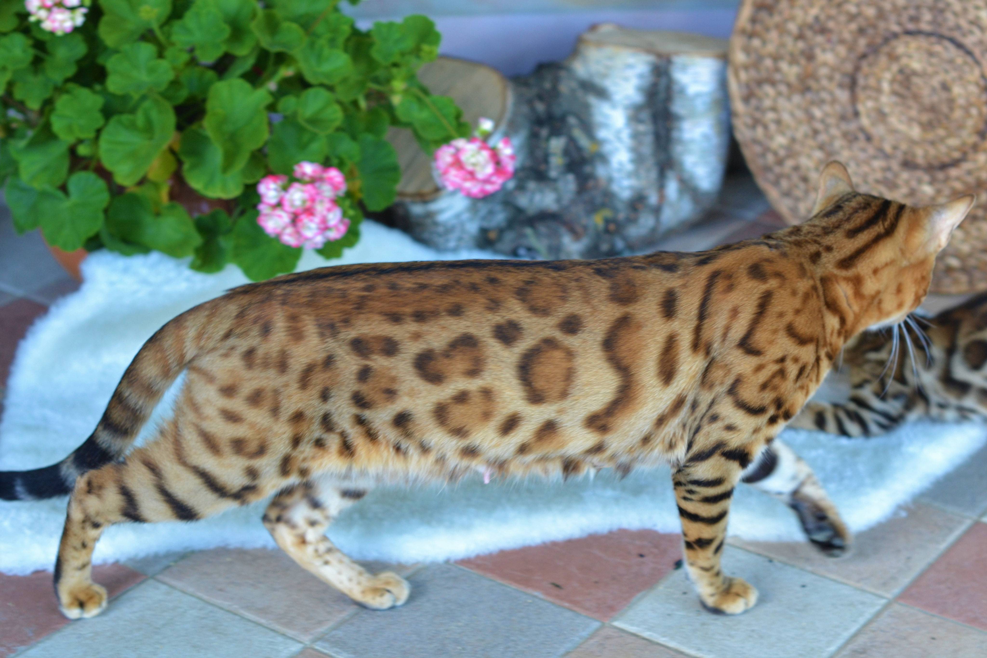 Бенгальская кошка – подробный обзор домашнего хищника