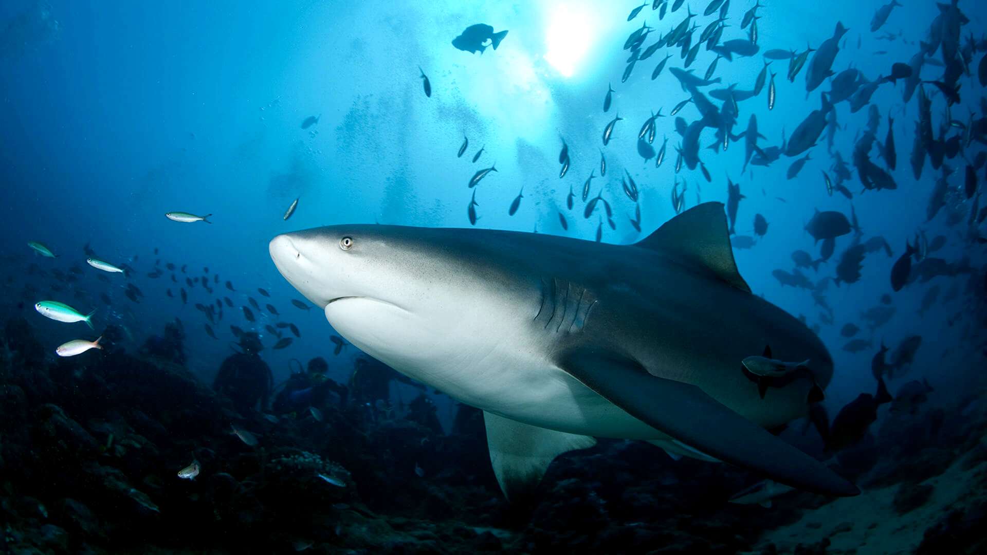 Большая белая акула, или кархародон | мир животных и растений