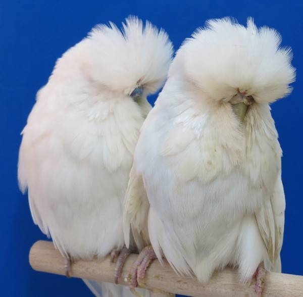 Попугай чех: отличия выставочного от волнистого, фото птицы, уход за хохлатыми и их питание, особенности получехов