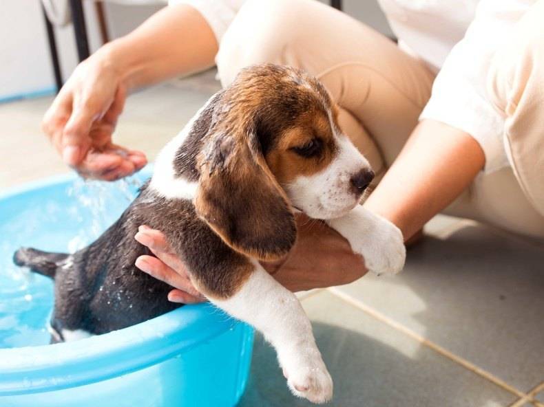 Как часто можно мыть собаку и какое средство для купания животного лучше выбрать