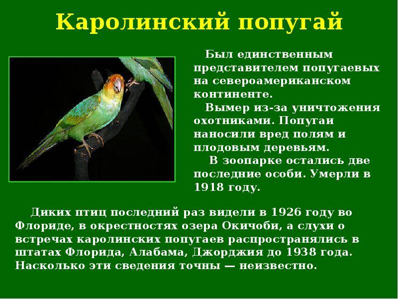 Каролинский попугай: описание, интересные факты, причины вымирания