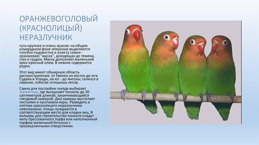 Как определить пол попугая: 14 шагов (с иллюстрациями)
