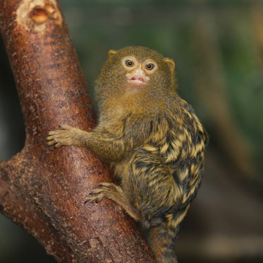 Игрунка карликовая обезьяна. описание, особенности, виды, образ жизни и среда обитания игрунки
