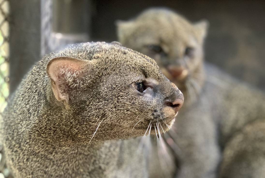 Ягуарунди — дикий кот, о котором вы никогда не слышали