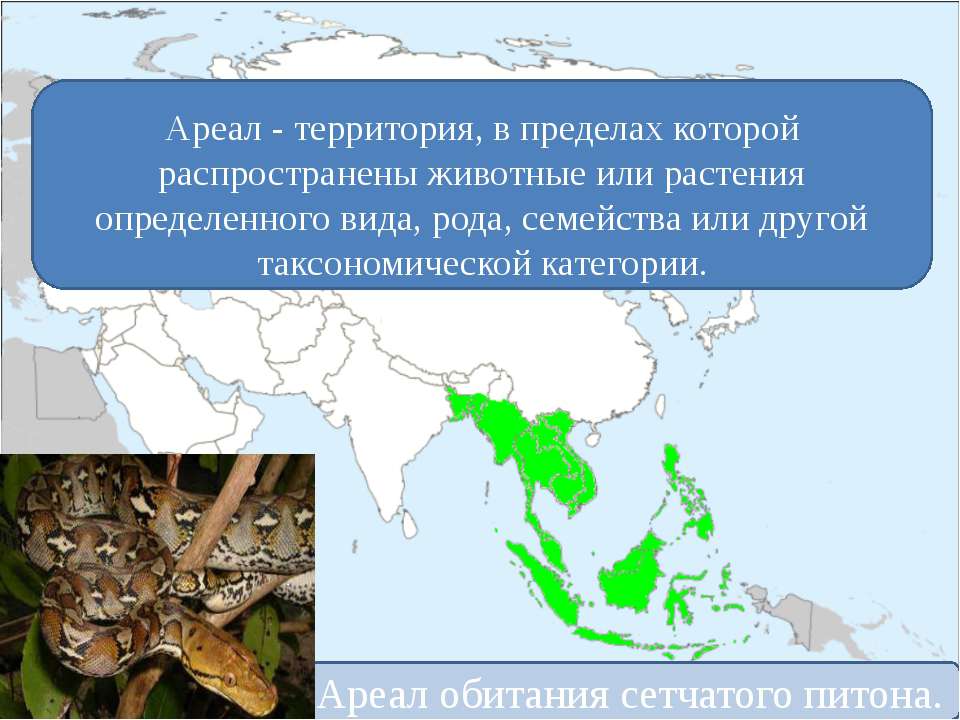 Куницы: описание, виды, среда обитания, что едят, враги и образ жизни | планета животных