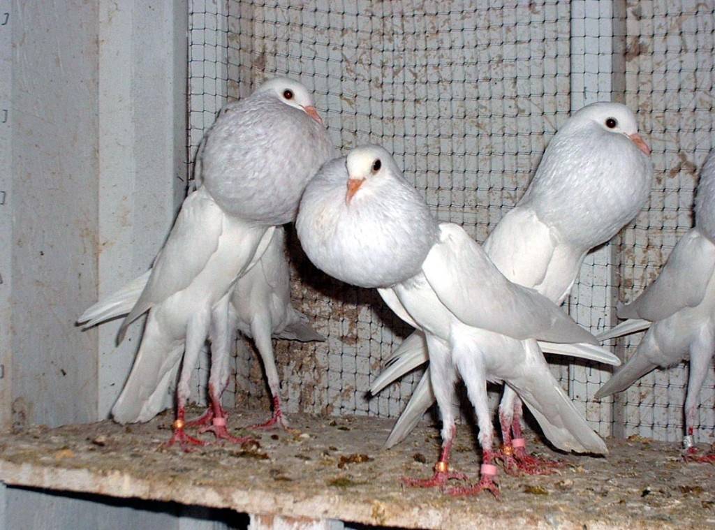 Наиболее популярные породы птиц и описание голубей дутышей
