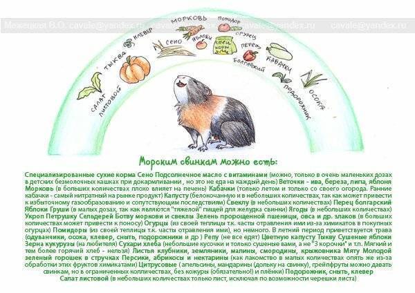Отряд грызуны: классификация, характеристика, питание, поведение, размножение и значение