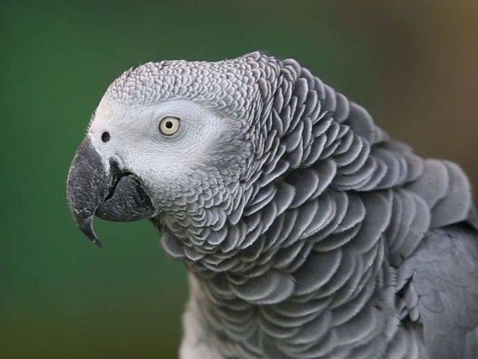 Самый умный попугай в мире: описание, название и особенности. какой вид попугаев наиболее вам подходит
