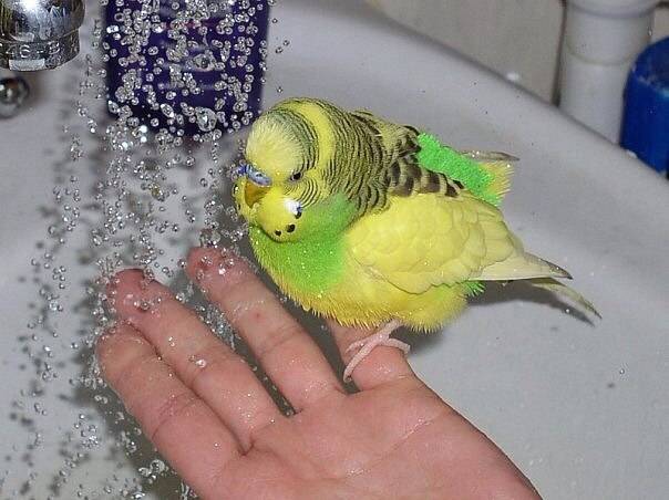 Как купать волнистых попугаев в домашних условиях