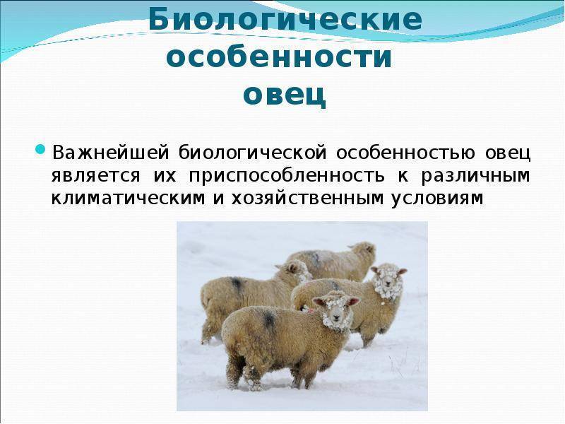 Выращивание баранов как бизнес на мясо: советы начинающим, бизнес-план, рентабельность - fin-az.ru