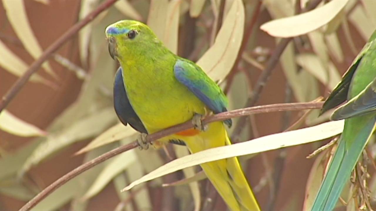 В Австралии борются за спасение исчезающего вида попугаев