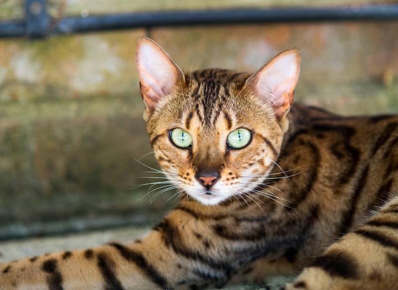 Кошки, похожие на леопарда - wlcat.ru