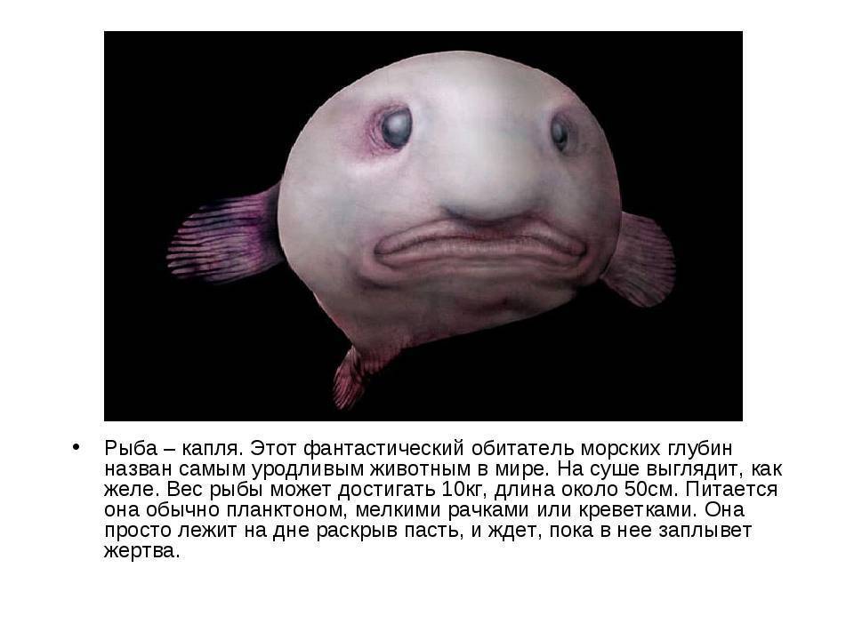 Рыба-капля: самая печальная рыба на земле (8 фото + текст)