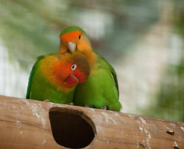 [новое исследование] попугаи неразлучники: уход и содержание в домашних условиях, питание, размножение, отзывы владельцев