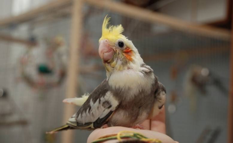 Болезни попугаев корелла: основные причины, симптомы и лечение [новое исследование]